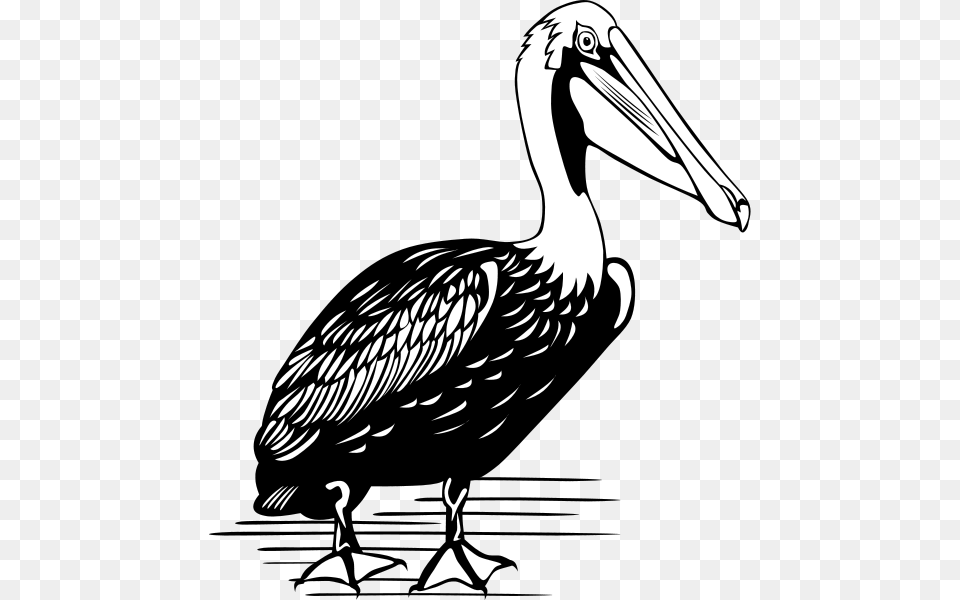 Pelican Clip Arts Color Is A Pelican, Animal, Bird, Waterfowl, Beak Free Transparent Png
