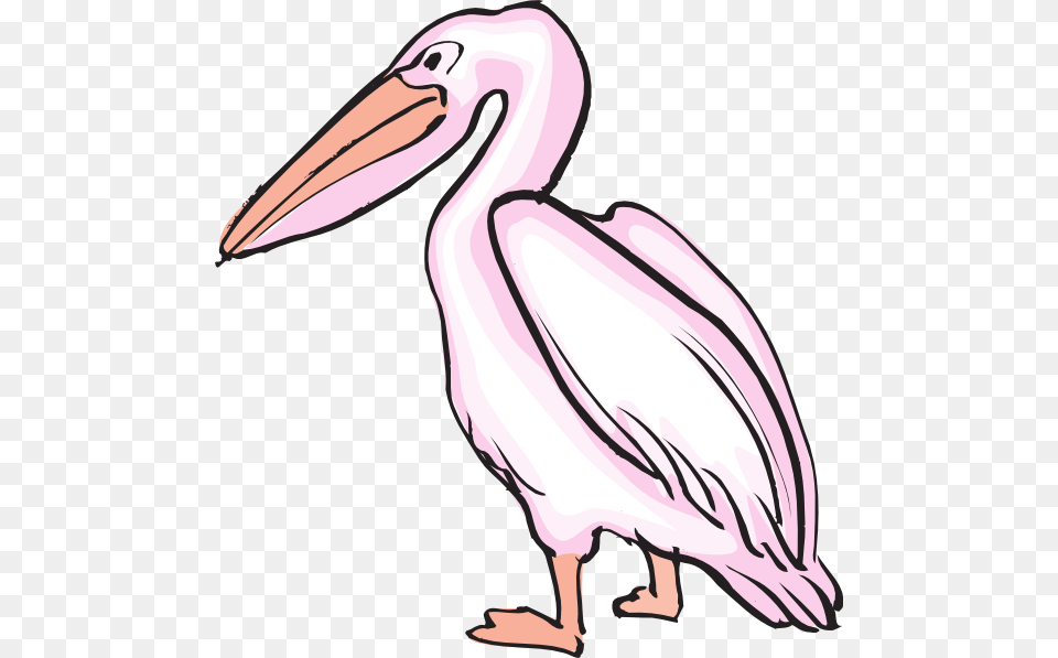 Pelican Clipart, Animal, Bird, Waterfowl Free Png