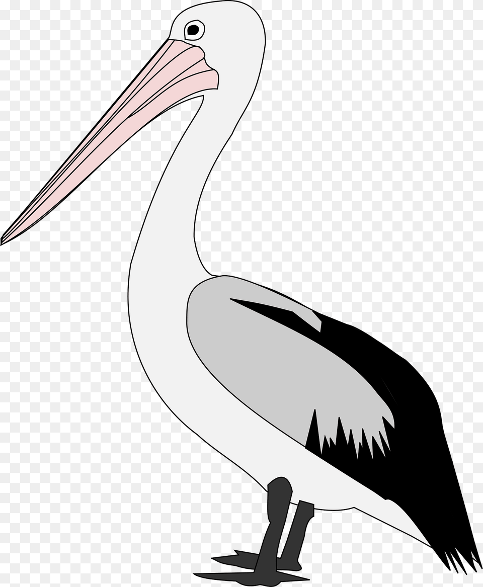 Pelican Clipart, Animal, Bird, Waterfowl, Fish Free Png Download