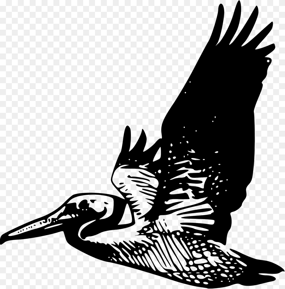 Pelican Clipart, Animal, Beak, Bird, Waterfowl Free Png Download