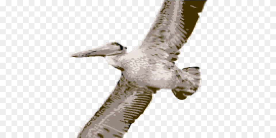 Pelican Clipart, Animal, Bird, Person, Albatross Free Png Download