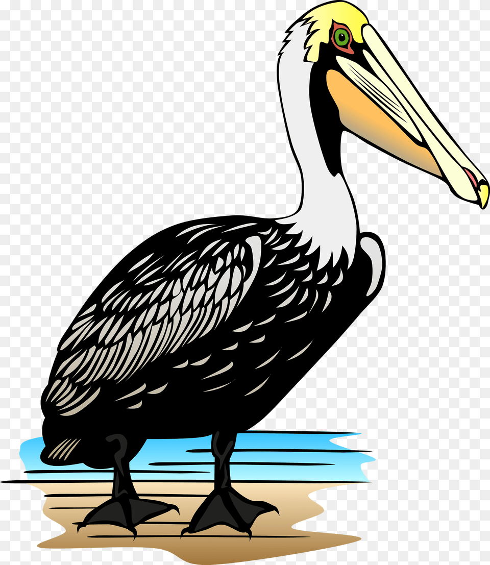 Pelican Clipart, Animal, Bird, Waterfowl, Beak Png Image