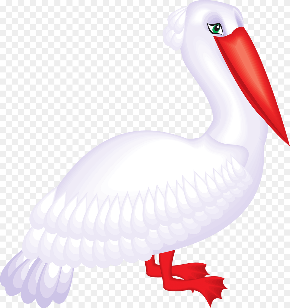 Pelican Clipart, Animal, Beak, Bird, Waterfowl Free Png