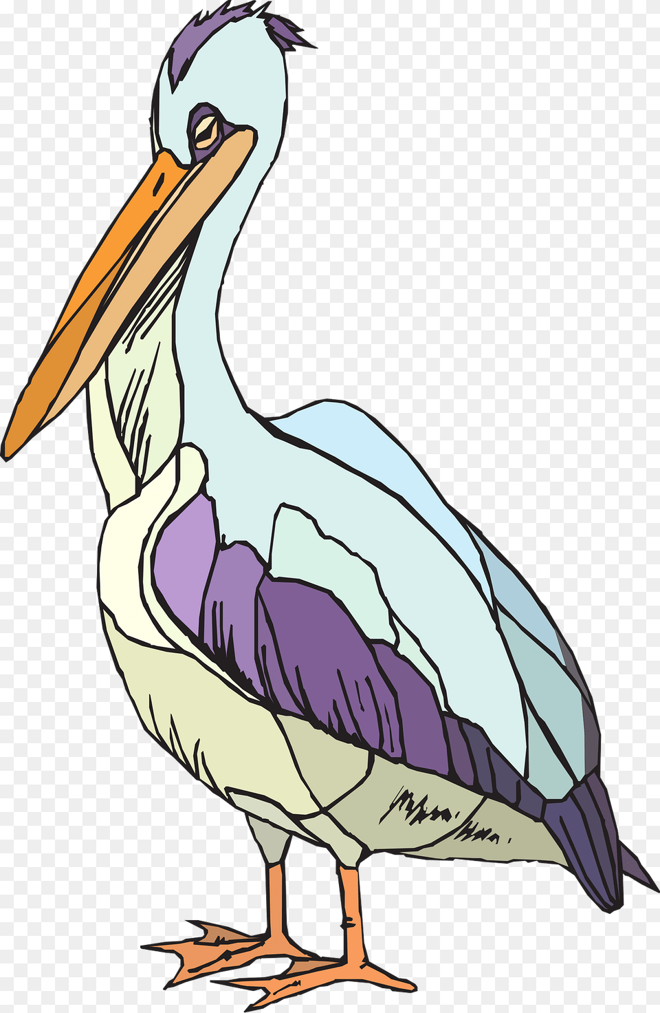 Pelican Clipart, Animal, Bird, Waterfowl, Person Free Transparent Png