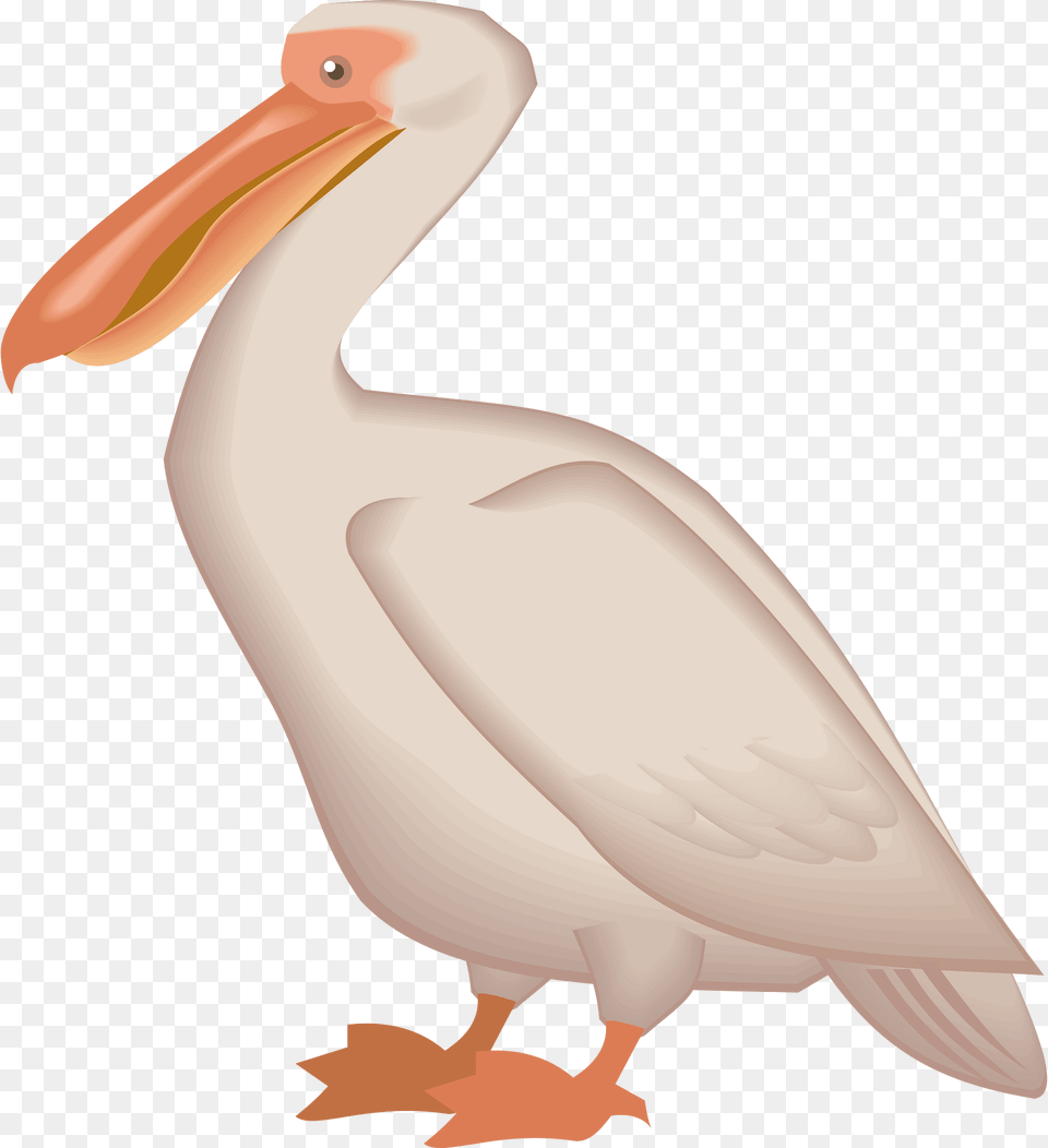 Pelican Clipart, Animal, Bird, Waterfowl, Fish Free Png