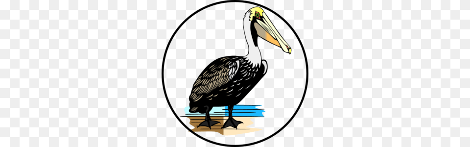 Pelican Clipart Louisiana, Animal, Bird, Waterfowl, Beak Free Png