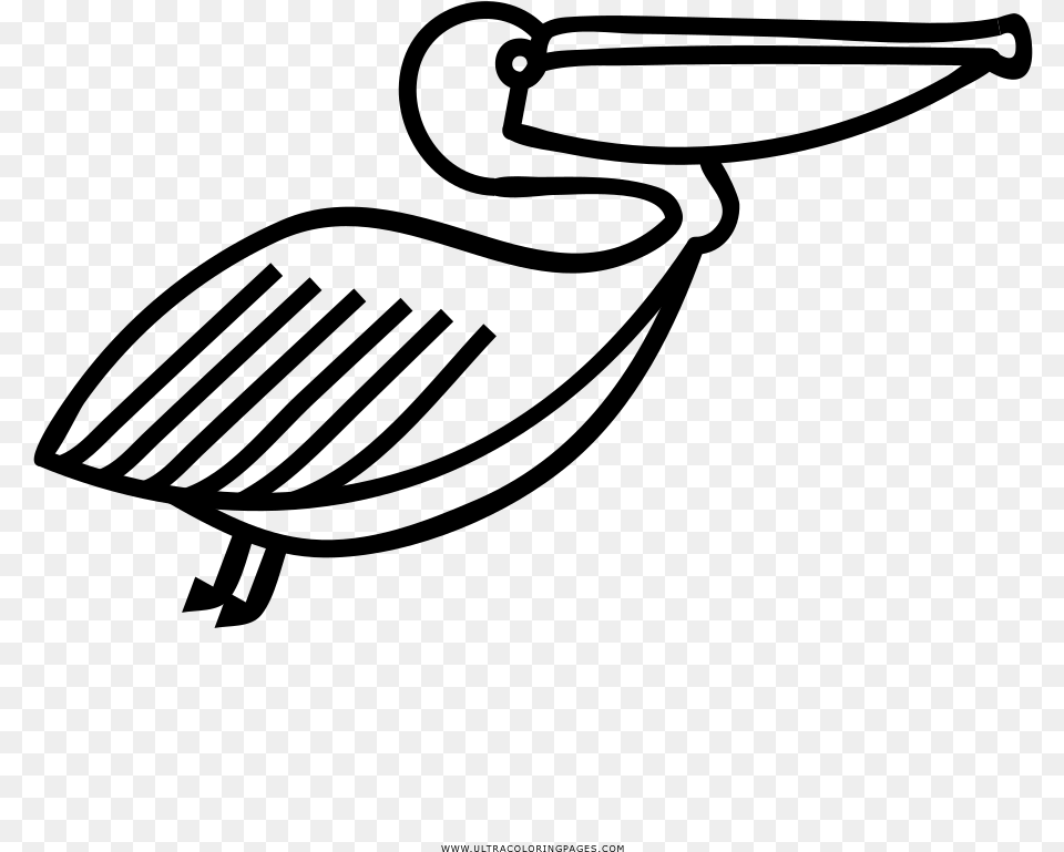 Pelican Coloring, Gray Free Png