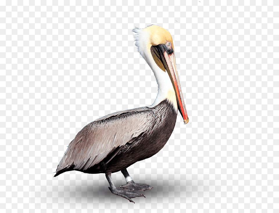Pelican Download Image Brown Pelican, Animal, Beak, Bird, Waterfowl Free Png