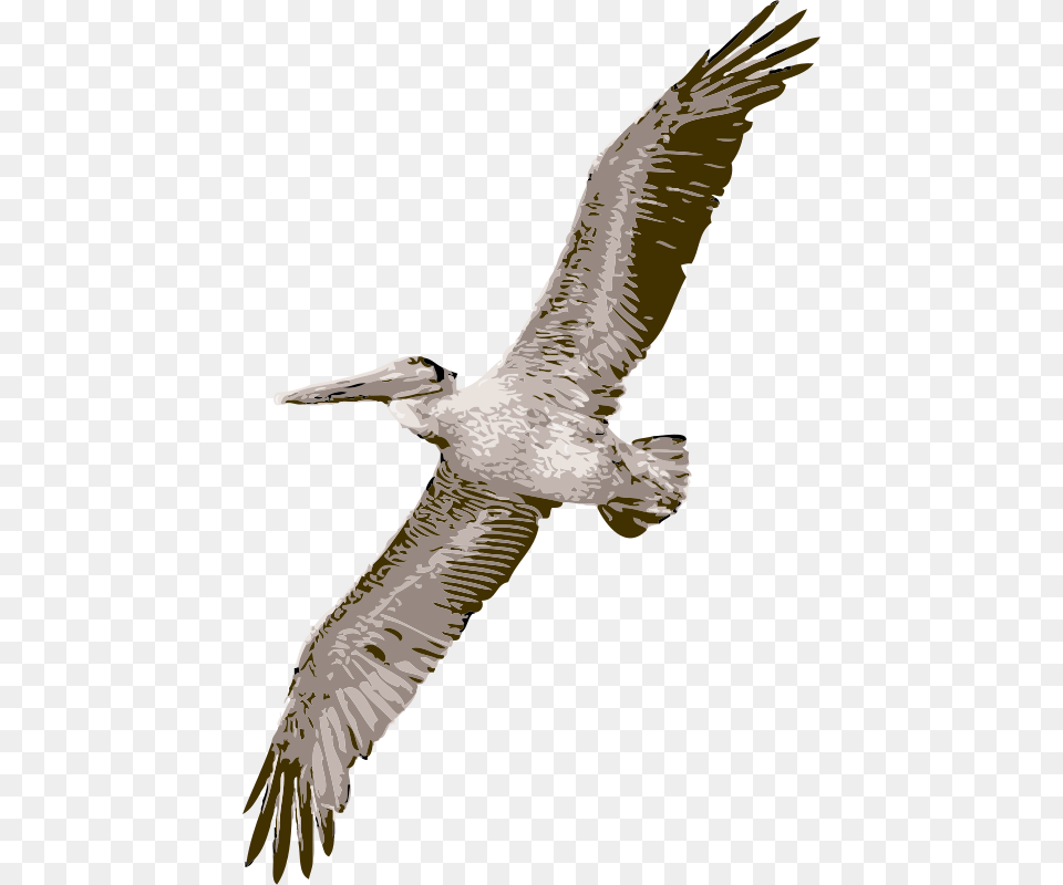 Pelican Pelican Clipart, Animal, Bird, Flying, Waterfowl Free Transparent Png