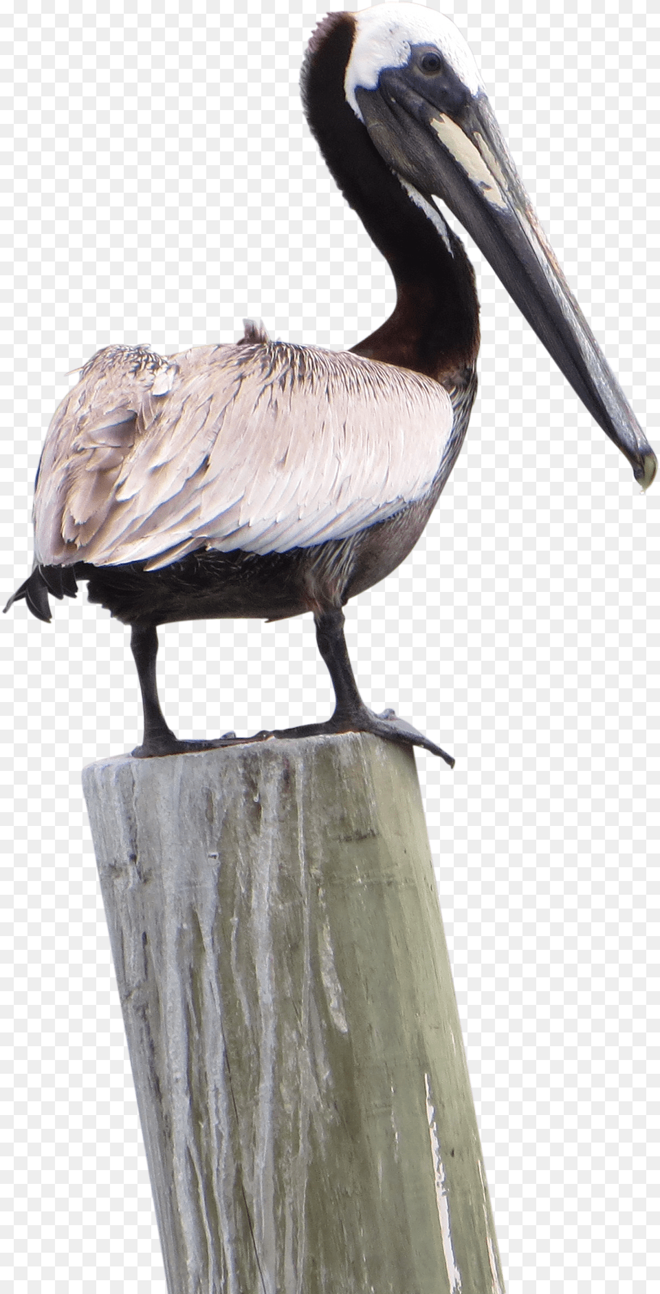 Pelican Pic Pelican, Animal, Beak, Bird, Waterfowl Free Png