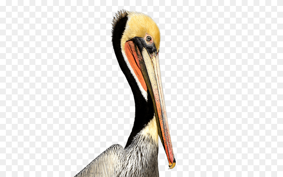 Pelican Products Beak Neck Animal Brown Pelican, Bird, Waterfowl Free Transparent Png