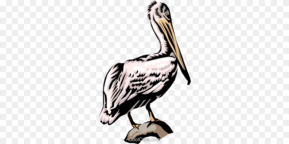 Pelican Royalty Vector Clip Art Illustration, Animal, Bird, Waterfowl, Person Free Png Download