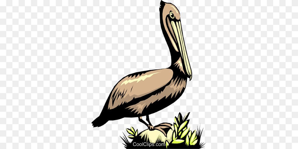 Pelican Royalty Vector Clip Art Illustration, Animal, Bird, Waterfowl Free Transparent Png