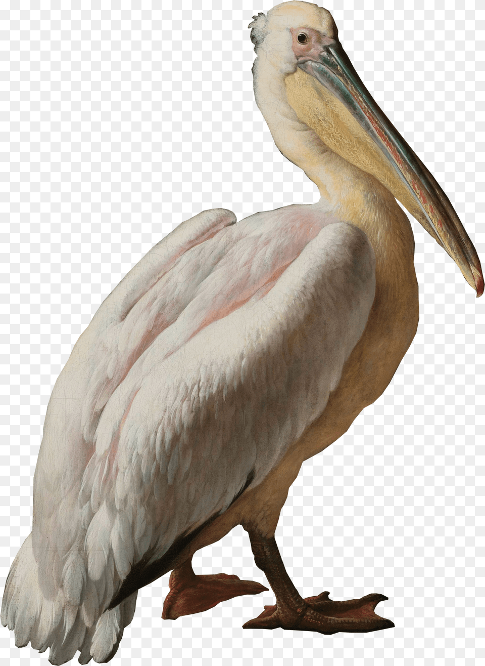 Pelican Seabird Pelecaniformes Water Bird Pelican Pelican And Other Birds Near A Known As Floating Free Png Download