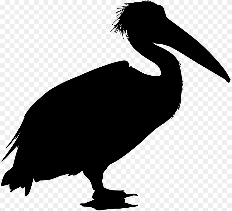 Pelican Silhouette, Animal, Bird, Waterfowl, Fish Free Transparent Png