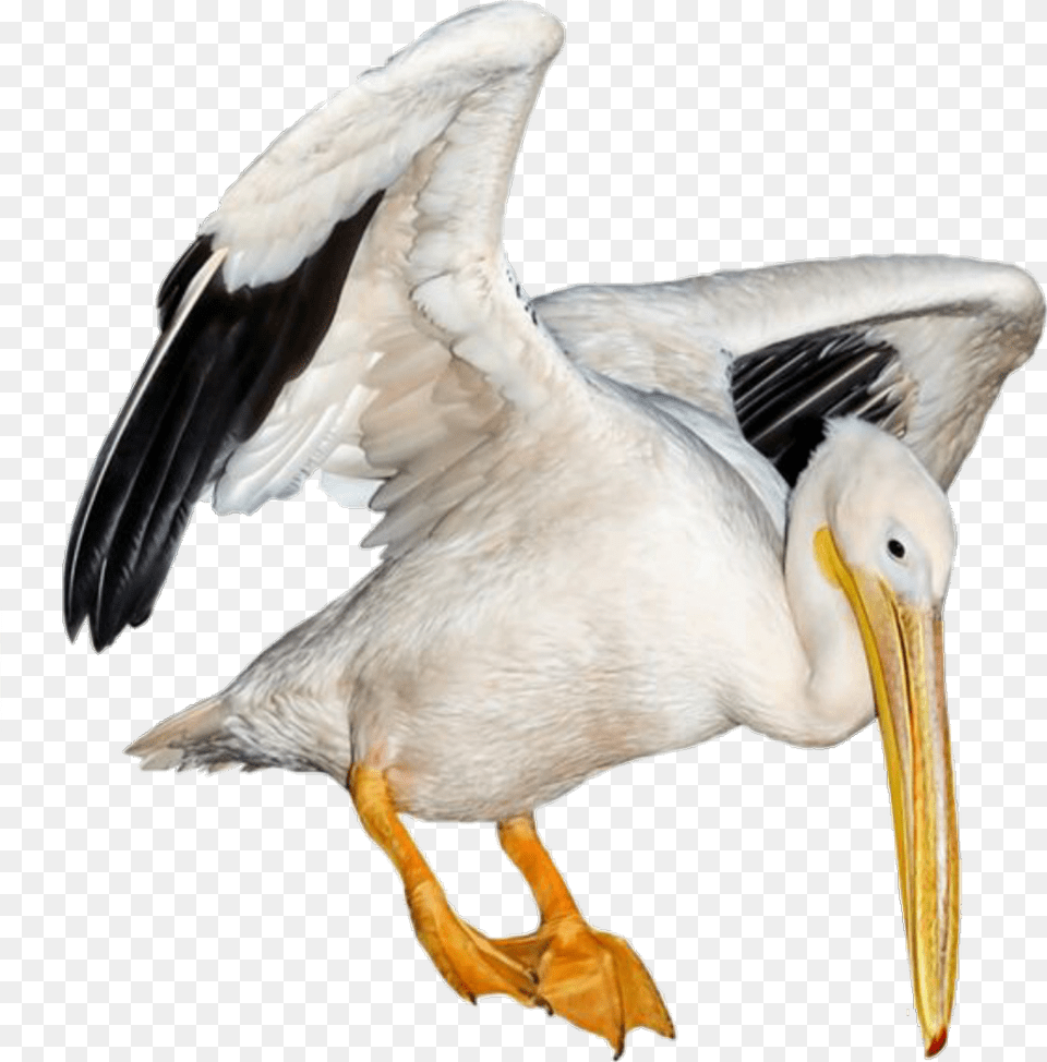 Pelican Sticker White Pelican, Animal, Bird, Waterfowl, Beak Free Png Download