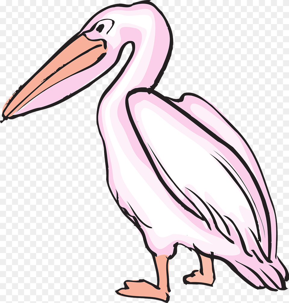 Pelican Images Image Group, Animal, Bird, Waterfowl, Adult Free Transparent Png