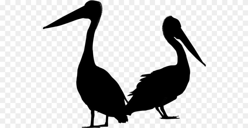 Pelican Transparent Images Turkey, Animal, Bird, Waterfowl, Silhouette Png Image