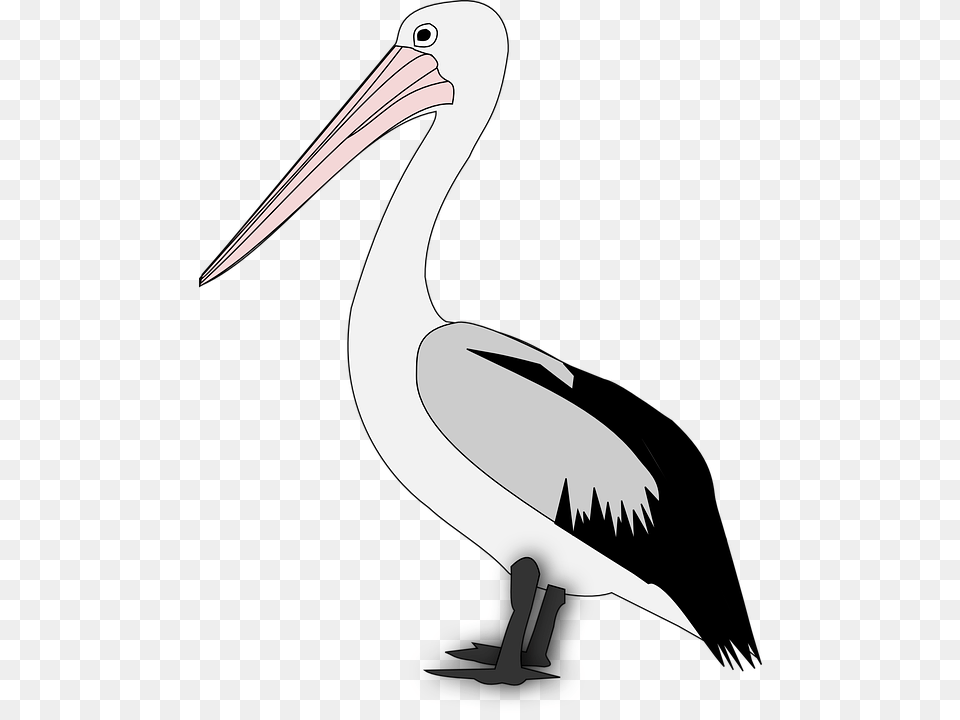 Pelican Transparent Pelican Images, Animal, Bird, Waterfowl, Blade Png Image