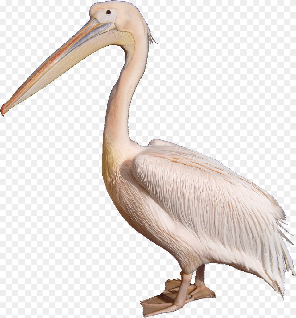 Pelican White Pelican, Animal, Bird, Waterfowl Free Png Download