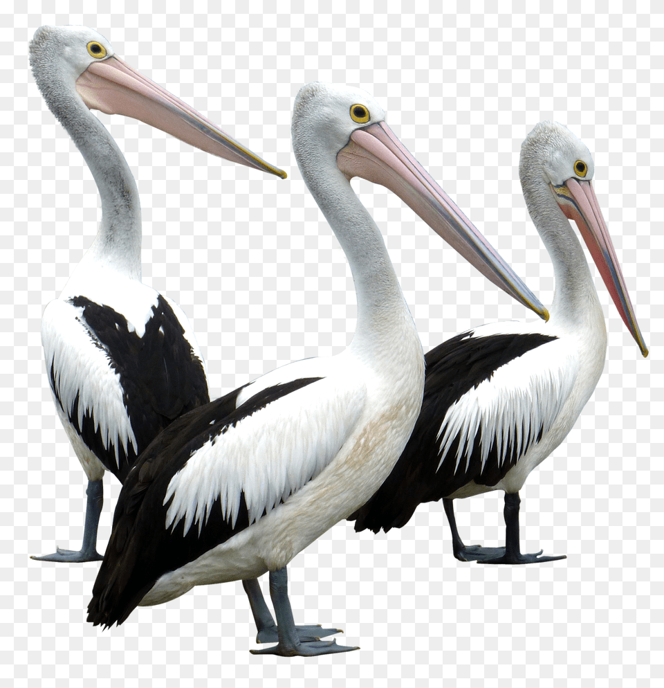 Pelicans Bird Image, Animal, Waterfowl, Pelican Free Png