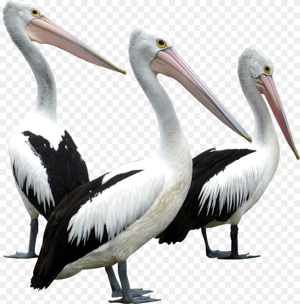 Pelicans Birds Pelican Bird, Animal, Waterfowl, Beak Free Png
