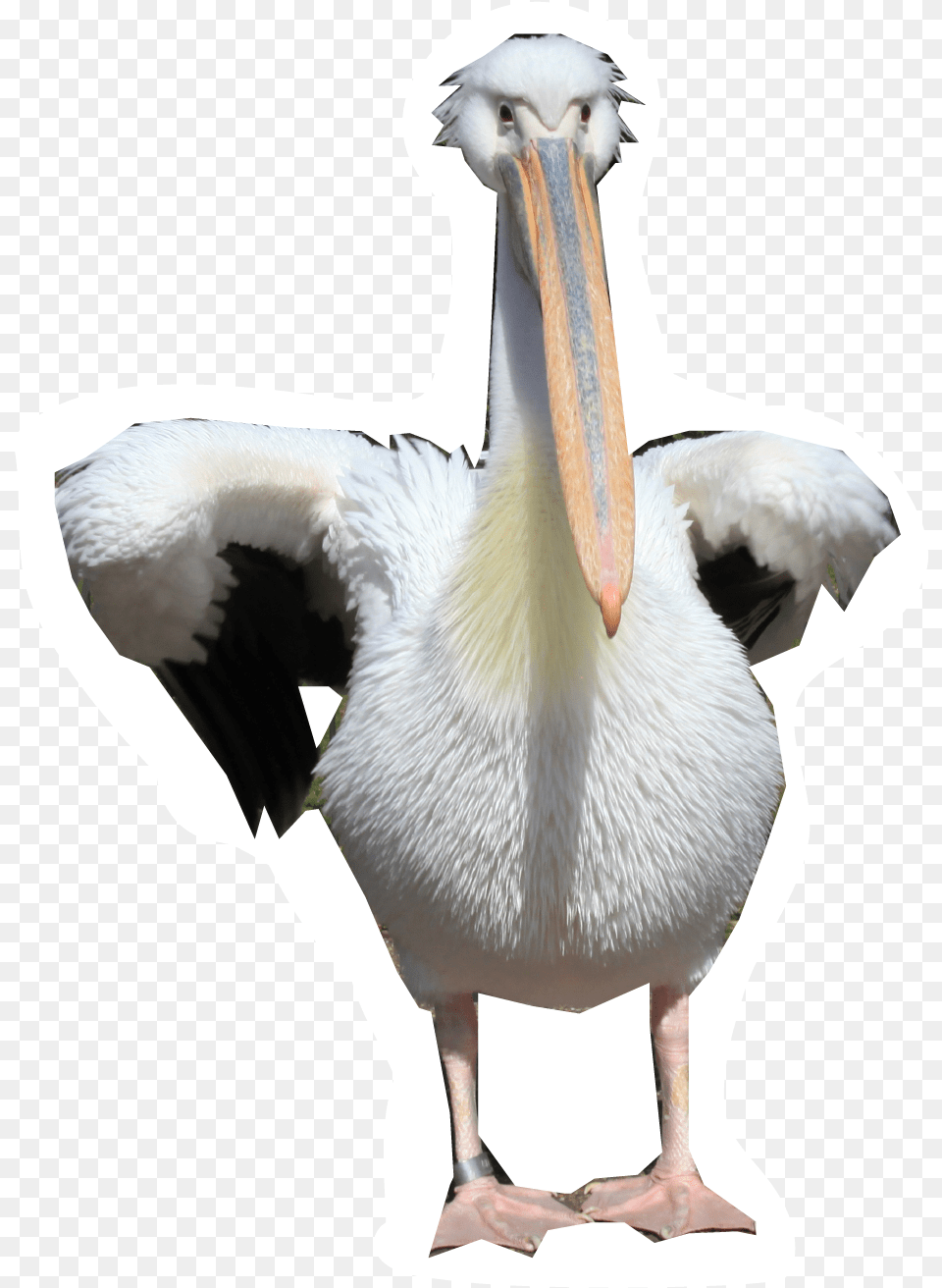 Pelicans Walking, Animal, Bird, Waterfowl, Pelican Free Png Download