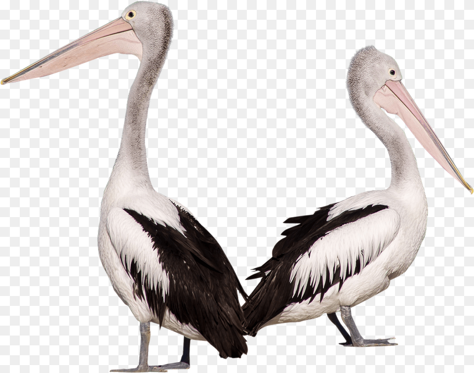 Pelikan, Animal, Bird, Waterfowl, Beak Free Png