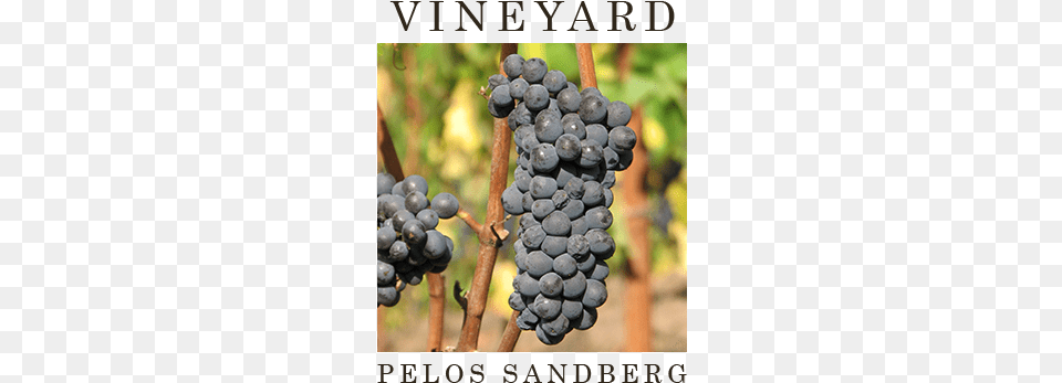 Pelos Sandberg Vineyard Sheryl Sandberg, Food, Fruit, Grapes, Plant Free Png Download