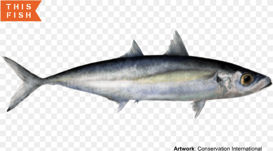 Pelu, Animal, Fish, Sea Life, Tuna Png Image