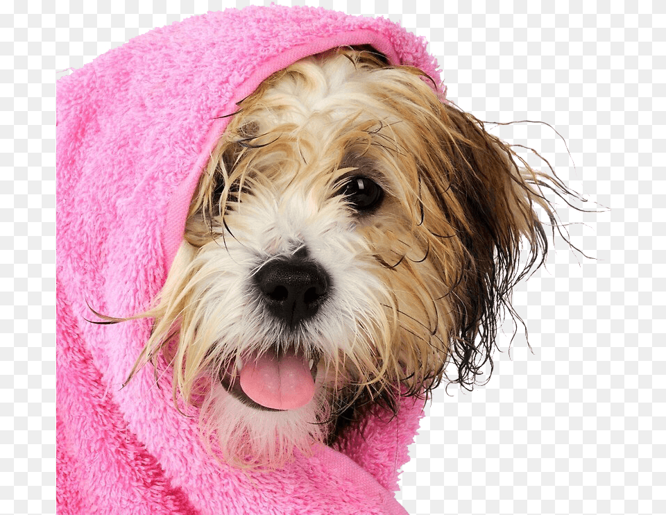 Peluquera Canina En Miami, Animal, Canine, Dog, Mammal Png Image