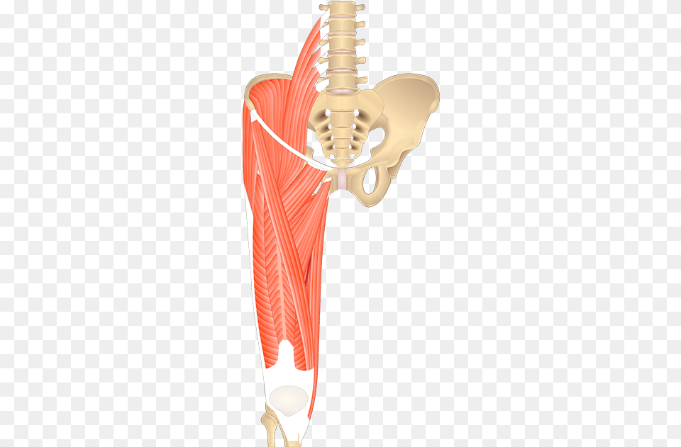Pelvic Girdle Muscles Unlabeled Free Png