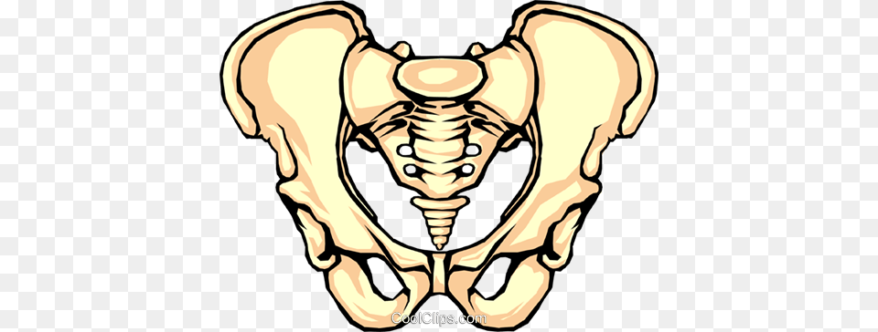 Pelvis Bone Royalty Vector Clip Art Illustration, Person, Ct Scan, Face, Head Free Transparent Png