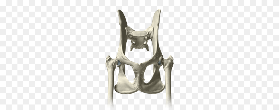 Pelvis Bones, Ct Scan Free Transparent Png