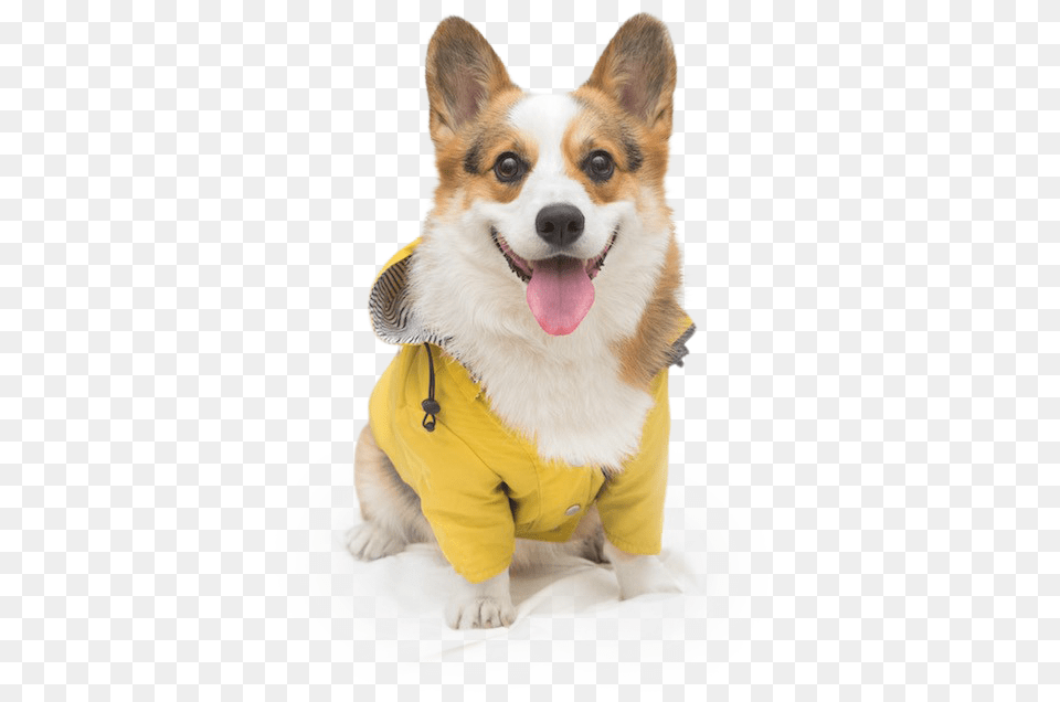 Pembroke Welsh Corgi, Clothing, Coat, Animal, Canine Free Transparent Png