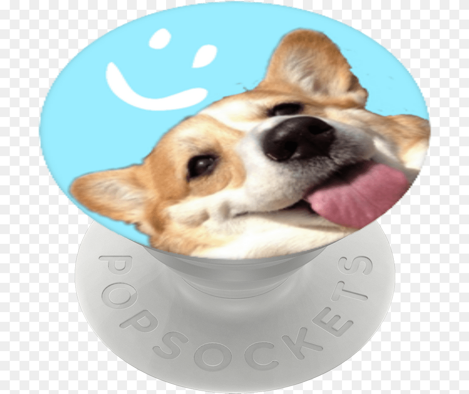 Pembroke Welsh Corgi, Animal, Canine, Dog, Mammal Free Png