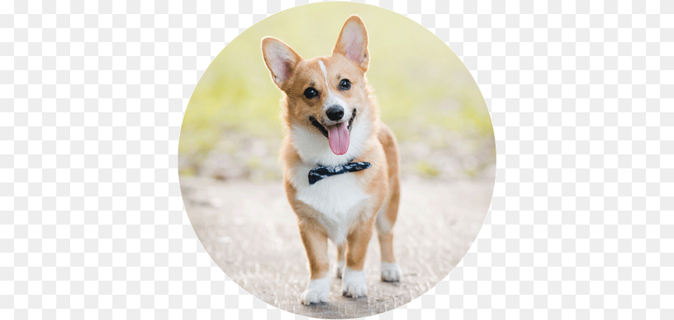 Pembroke Welsh Corgi Cardigan Welsh Corgi Puppy Dog Korgi S Koronoj, Accessories, Strap, Animal, Canine Png Image