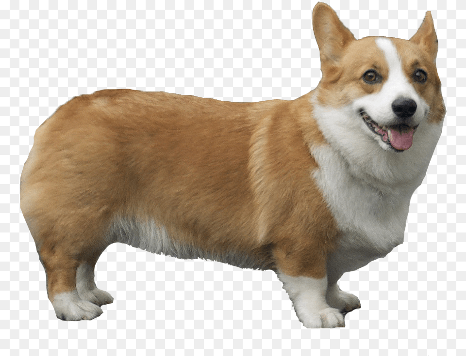 Pembroke Welsh Corgi Corgi, Animal, Canine, Dog, Mammal Png