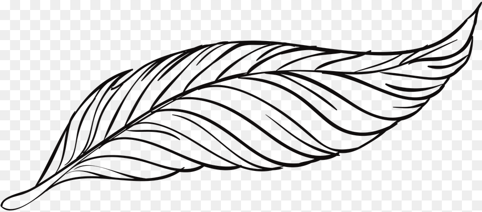 Pen Feathers Bird Animal Beautiful Peacock Feather Black And White Drawings, Leaf, Plant, Art, Accessories Free Png Download