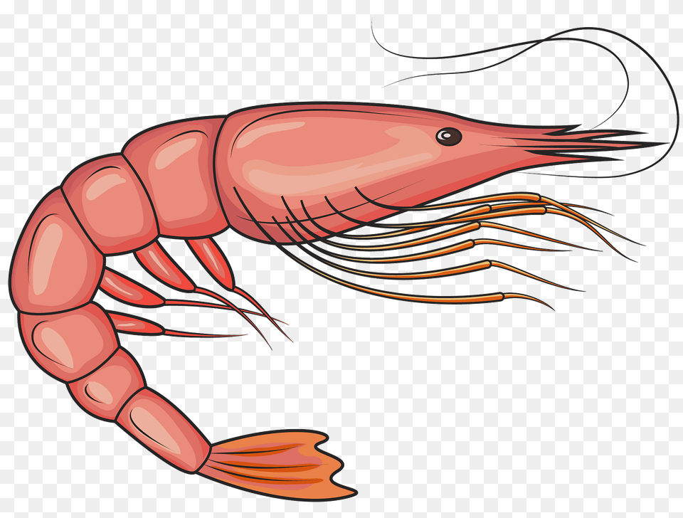 Penaeid Shrimp Clipart, Animal, Food, Invertebrate, Sea Life Free Png Download