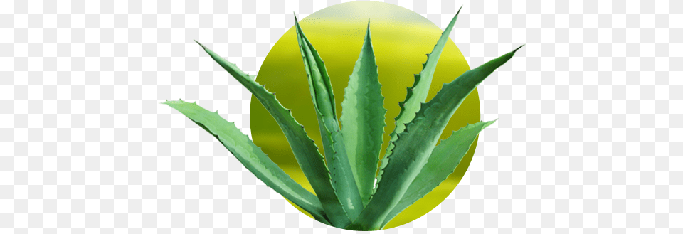 Penca De Maguey 4 Agave Cactus, Plant, Aloe Png Image