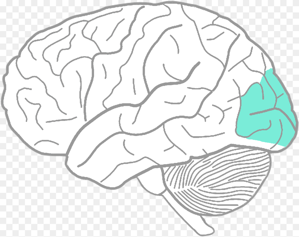 Pencil Drawing In Human Brain Cartoons Brain Outline With Lobes, Baby, Person, Animal, Sea Life Free Transparent Png