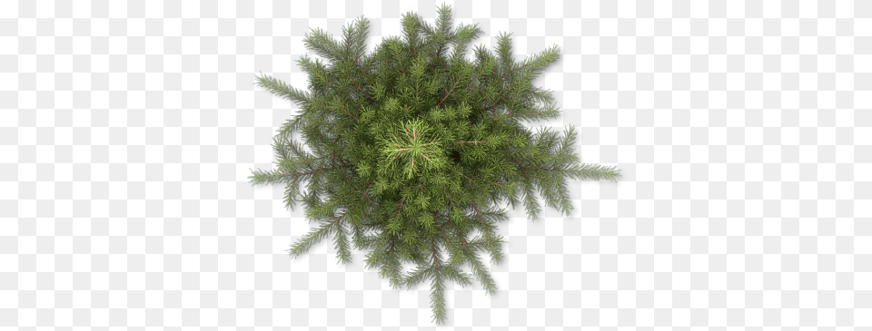 Pencil Pine Plan View Tree, Moss, Plant, Pattern, Conifer Free Png Download
