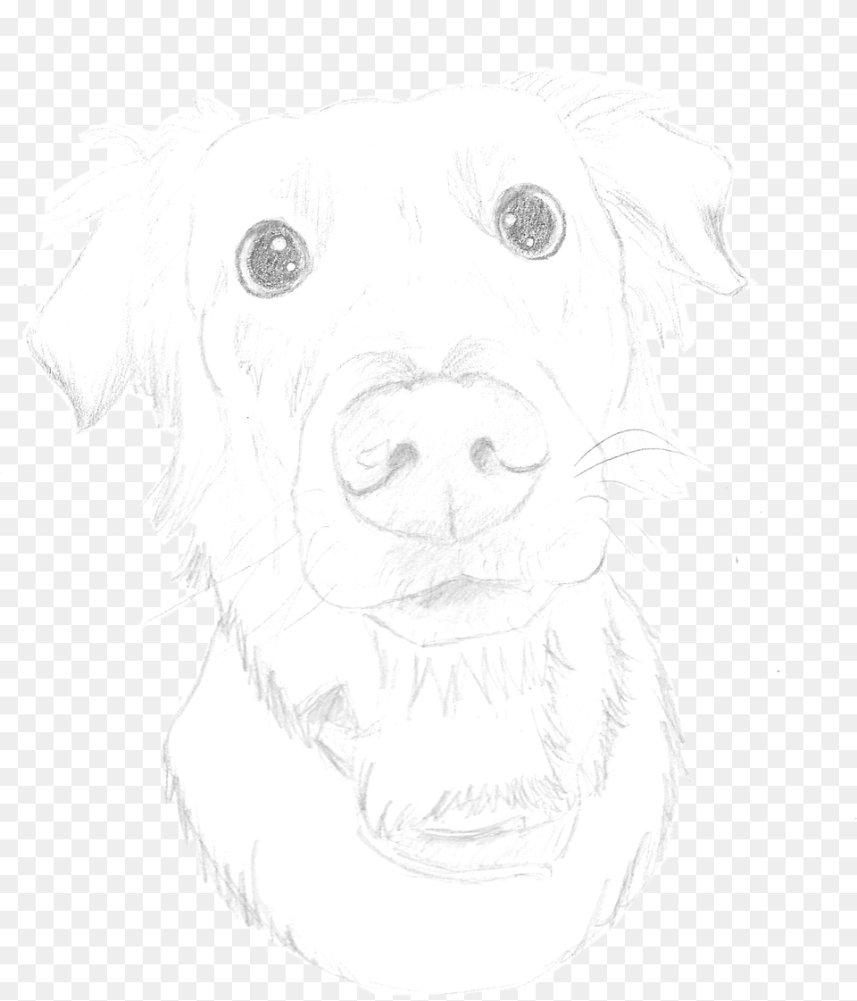 Pencil Sketch Of A Labrador Pencil, Art, Drawing, Baby, Person Png