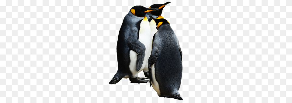 Penguin Animal, Bird, King Penguin Free Transparent Png