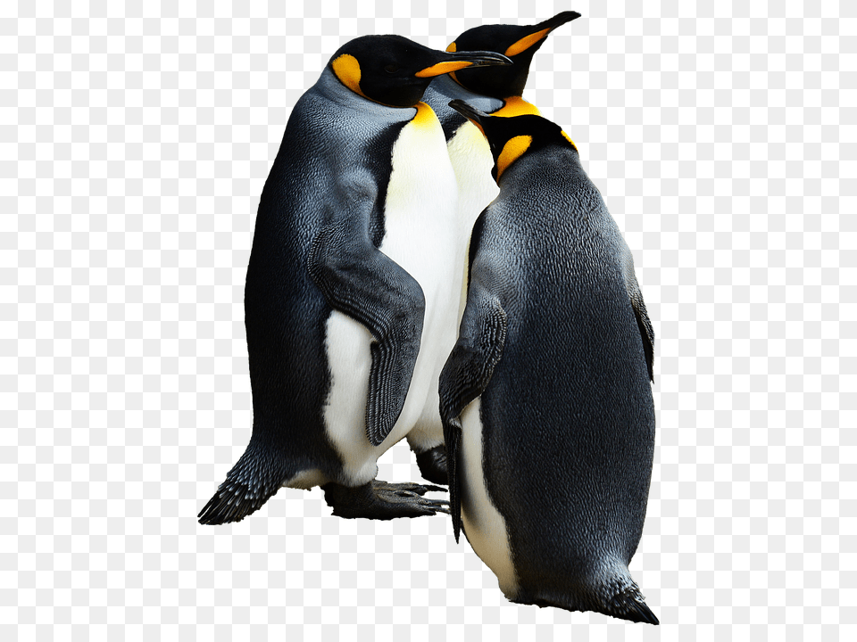 Penguin Animal, Bird, King Penguin Free Transparent Png