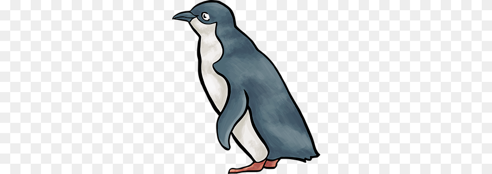 Penguin Animal, Bird Free Png