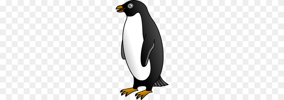 Penguin Animal, Bird, King Penguin Free Png