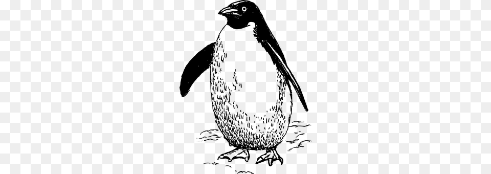 Penguin Gray Free Png Download