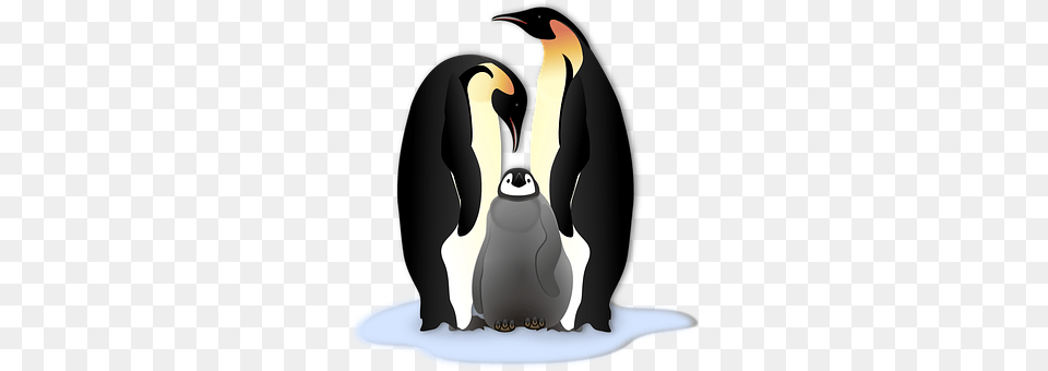 Penguin Animal, Bird, King Penguin, Appliance Free Transparent Png